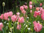 Atractivos tulipanes de color rosa