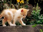 Gatito caminando sobre un tapia