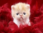 Fantástico gato entre plumas rojas