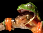 Espectacular imagen de una serpiente contra una rana