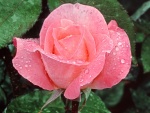 Una hermosa rosa