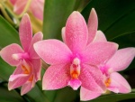 Bonitas orquídeas rosas
