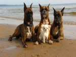 Cuatro amigos en la playa