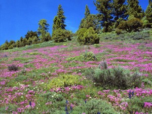 Flores silvestres en la colina
