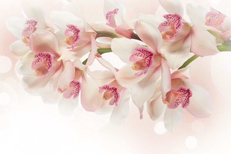 Ramo de bellas orquídeas