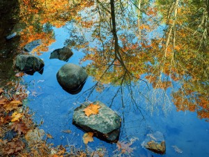 Árboles reflejados en el agua