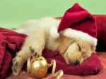 Cachorro descansando en Navidad