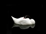 Bello cisne blanco y negro
