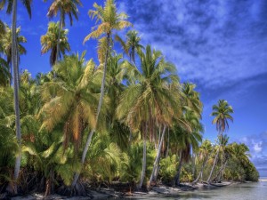 Grandes palmeras en la playa