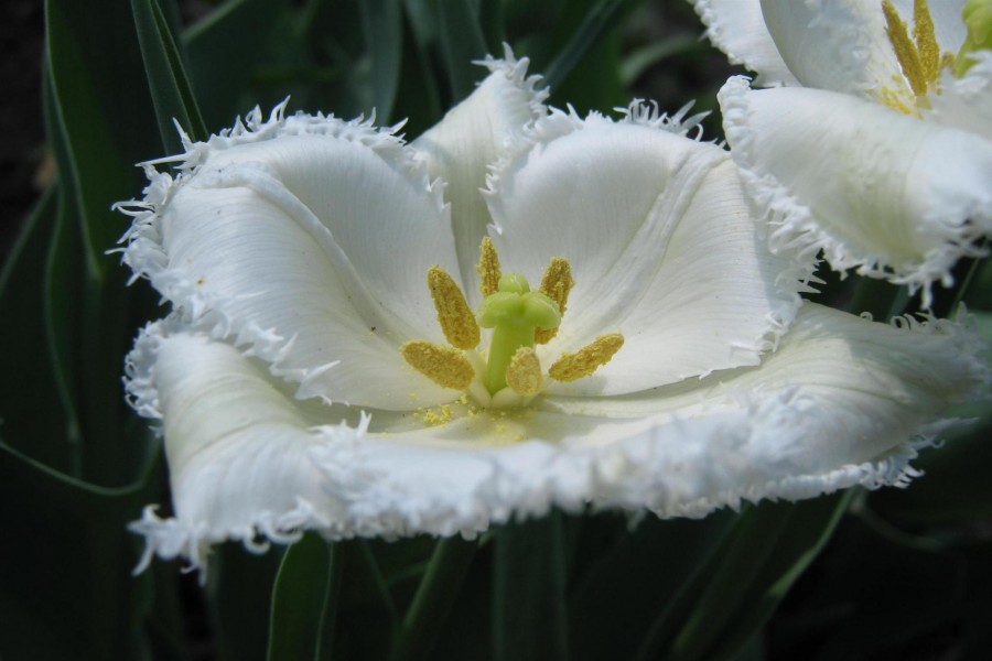Un fantástico tulipán blanco