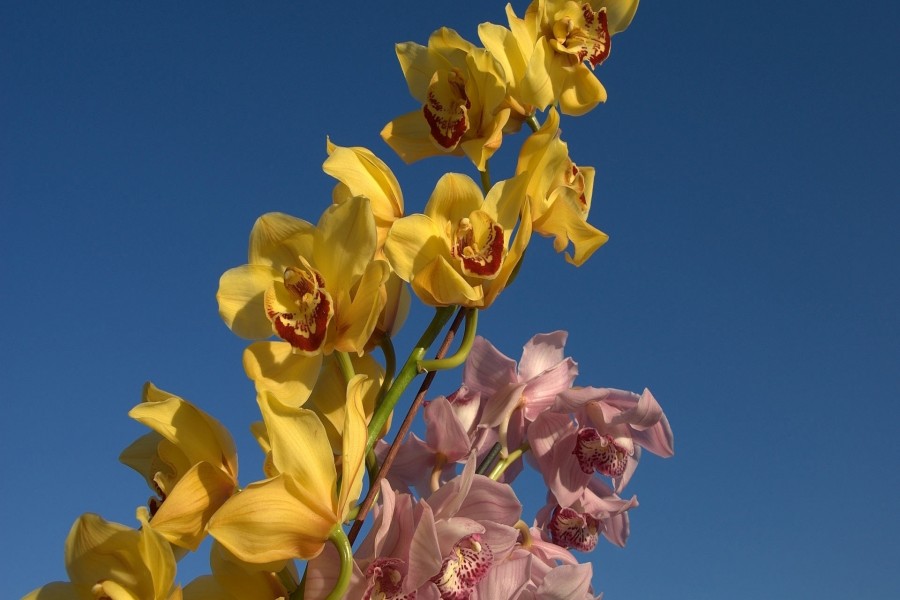 Bellas orquídeas color amarillo y rosa