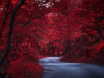 Camino a través de árboles rojos en otoño (Japón)