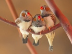 Tres pájaros en una rama