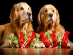 Dos perros perdigueros con regalos