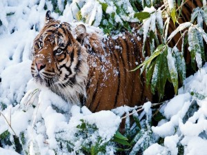 Tigre entre las ramas cubiertas de nieve