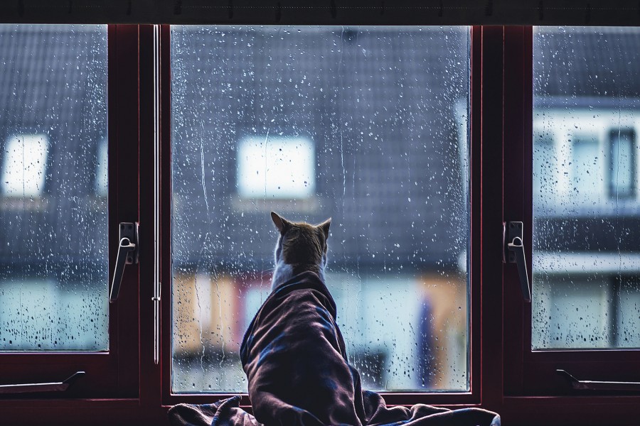 Gato envuelto en una manta mirando la lluvia por la ventana