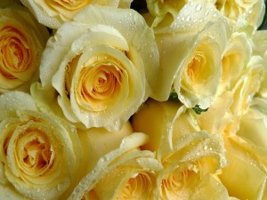 Rosas amarillas con gotas de agua