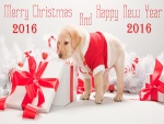 Este cachorro os desea "Feliz Navidad y Año Nuevo 2016"