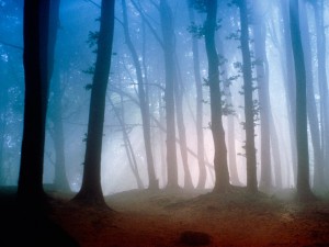 Niebla en un bosque