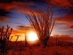 Amanecer en el desierto de Sonora (Arizona)