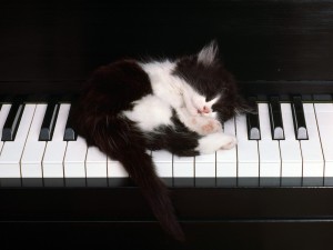 Gatito dormido sobre un piano