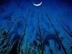 Luna sobre el bosque