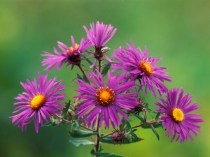 Flores aster
