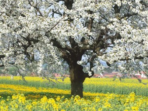 Hermoso árbol en flor