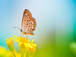 Mariposa sobre una flor amarilla