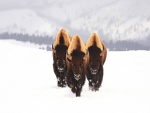 Tres bisontes caminando por la nieve