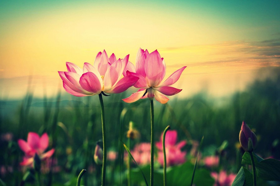 Portada para Facebook: Hermosas flores de loto (74230)