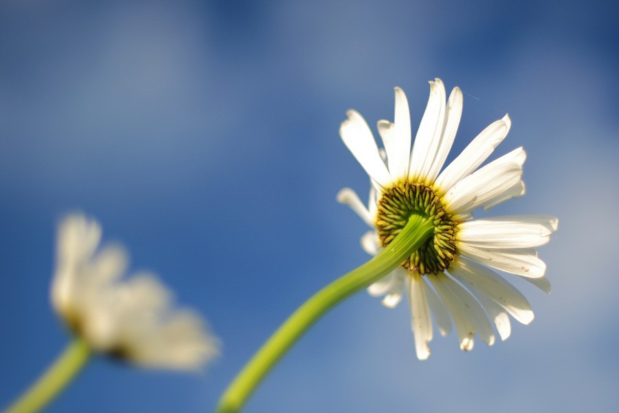 Tallo y pétalos de una flor blanca