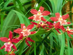 Hermosas orquídeas en la planta