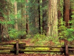 Hermoso bosque en el parque estatal Big Basin Redwood