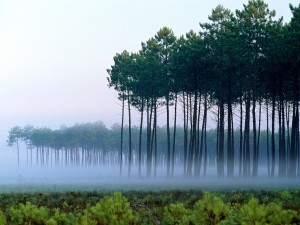 Niebla en un bosque de pino