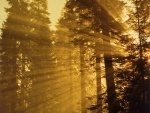 Rayos de sol filtrándose en el bosque