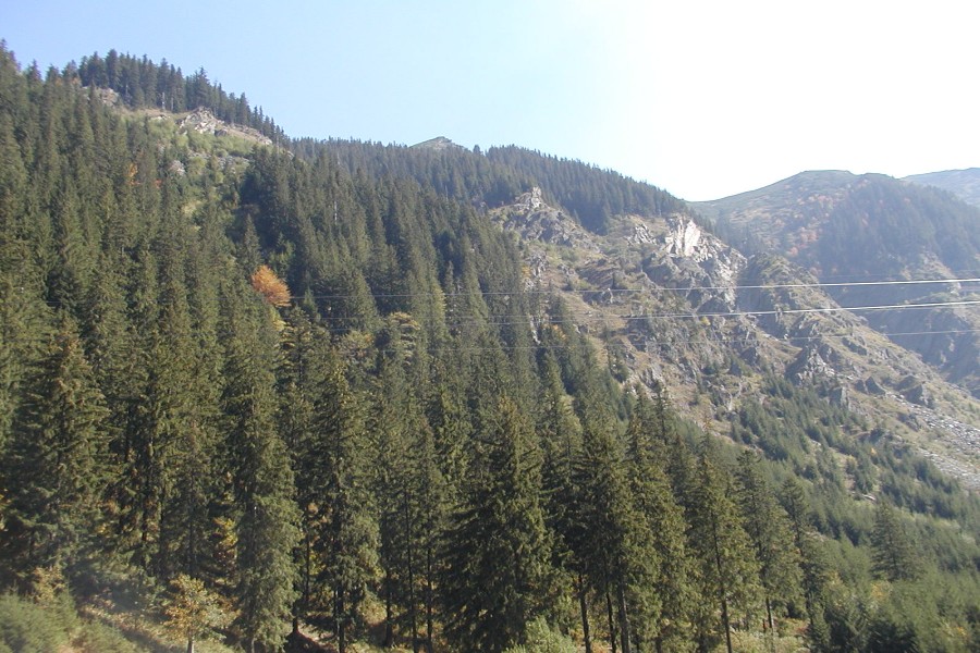 Pinos en la ladera de la montaña