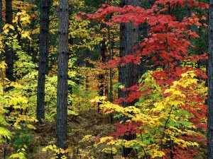 Colores en el bosque