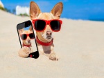 Perro en la arena con gafas y un móvil