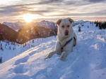 Perro blanco sentado en las montañas nevadas de Austria