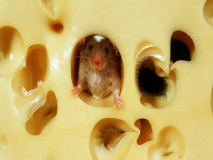 Pequeño ratón en un queso
