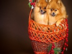 Dos perritos en una cesta
