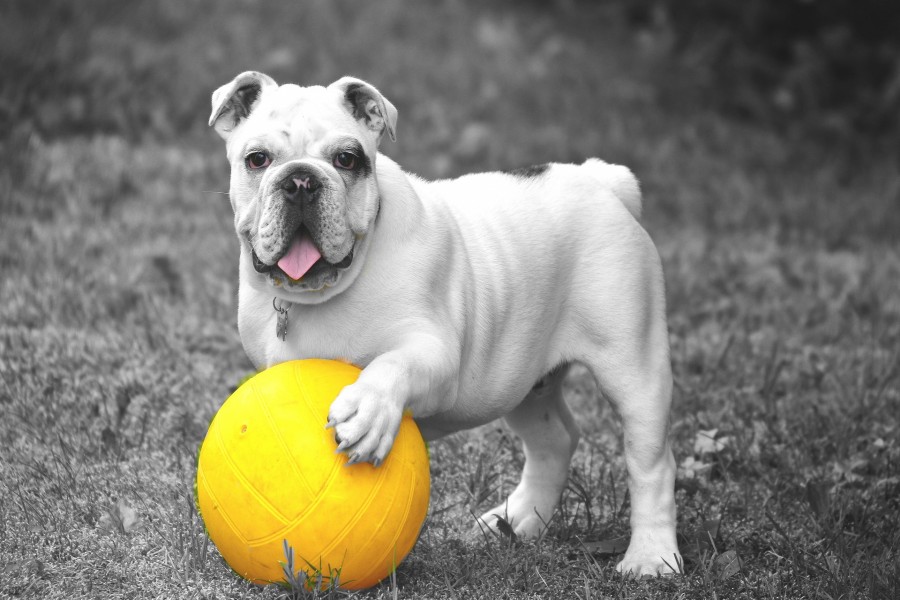 Bulldog con una pelota amarilla