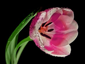 Tulipán rosa con gotas de agua