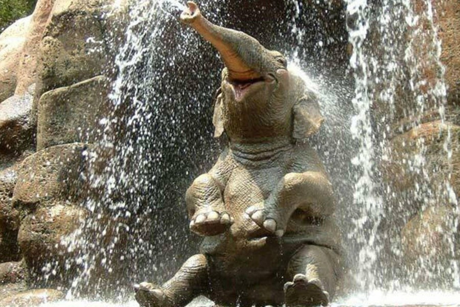 Elefante bañándose en una catarata