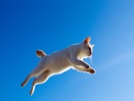 Gran salto de un gato
