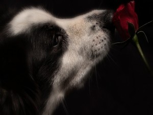 Border collie oliendo una rosa