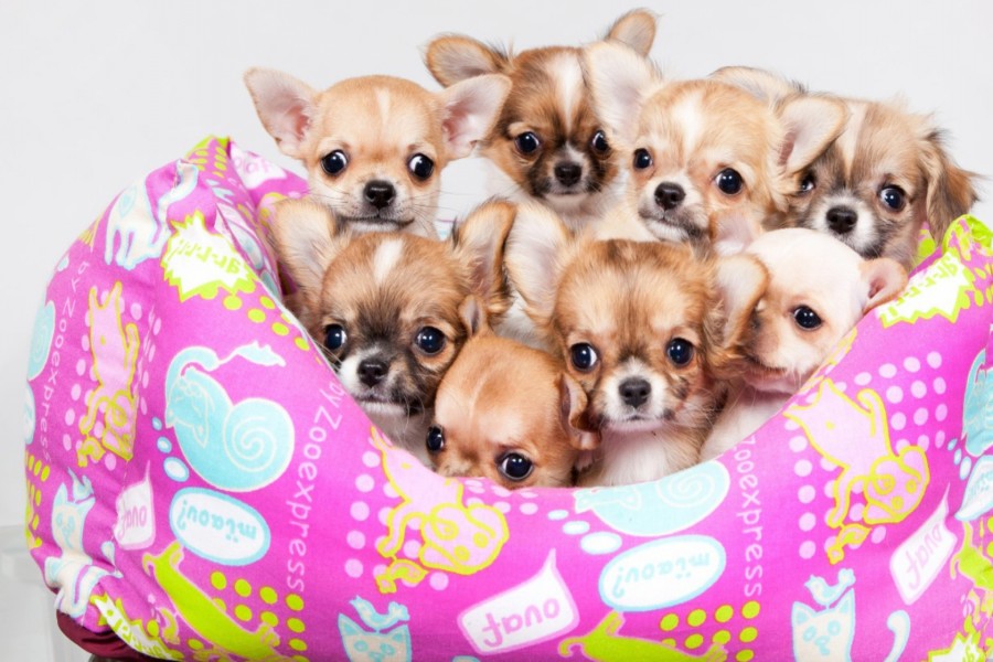 Chihuahuas acostados en un almohadón