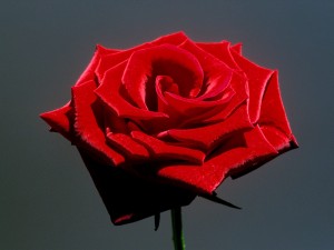 Una espléndida rosa roja