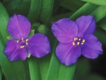Dos flores de color lila